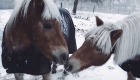 horses kiss